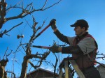 Pruning fruit trees