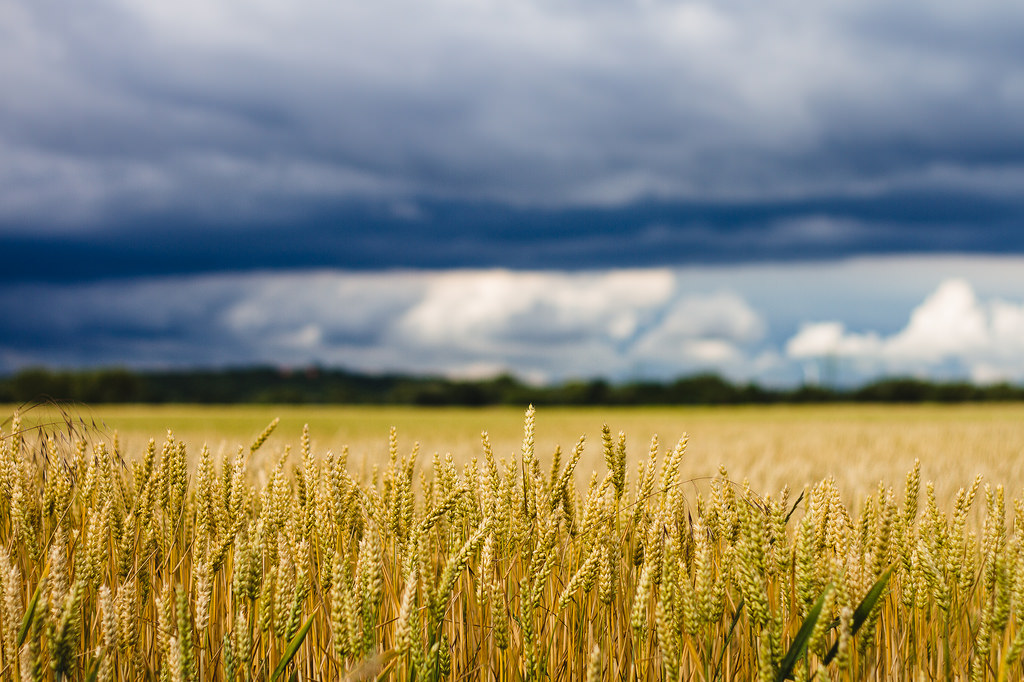 wheat photo