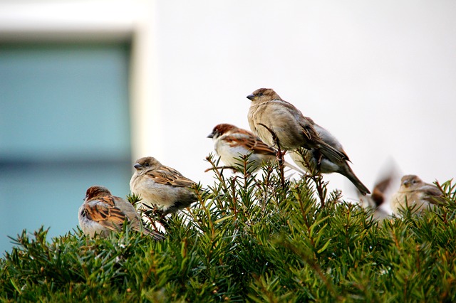 sparrows photo