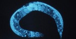 Microscope image of C elegans worm
