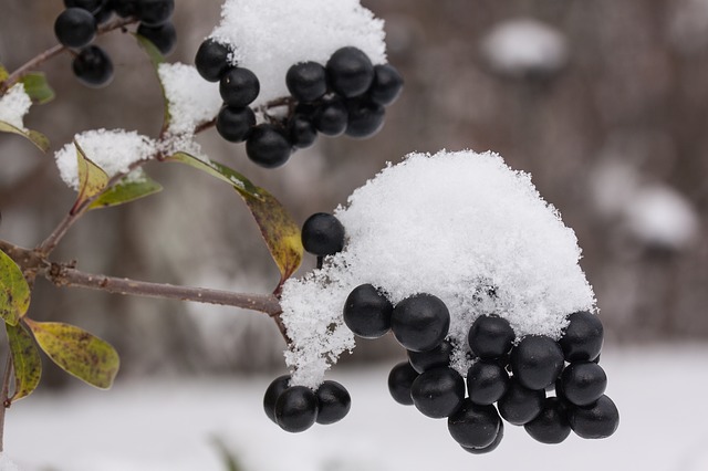 winter berries photo