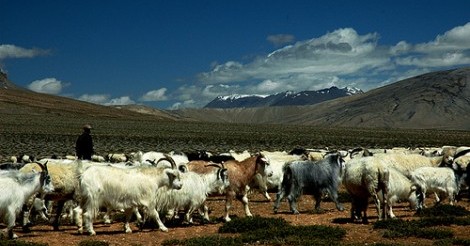shepherd photo