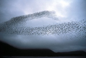 Photo of flocking birds