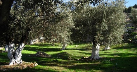 gethsemane photo