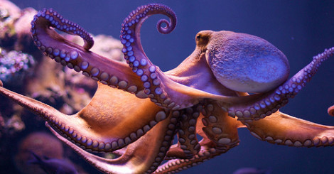 octopus photo