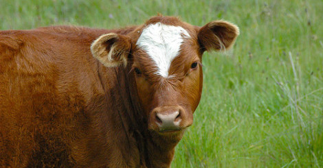 brown cow photo