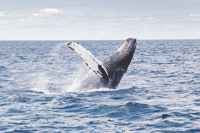 whale photo
