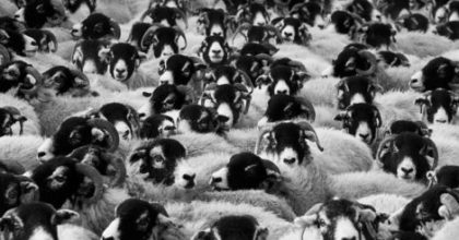 Photo of a dense herd of sheep