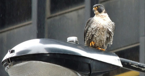peregrine falcon chicago photo