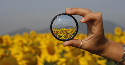 Photo of a hand holding a lens in front of a field of sunflowers. The lens provides a wide angle view of the sunflowers.