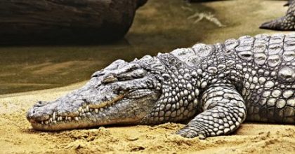 Photo of napping crocodile