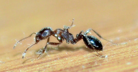 ants photo