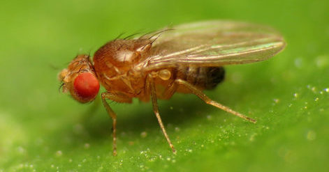 Science Corner: Fruit Flies Like a Banana... And We're Closer to ...