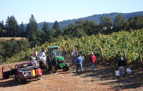 migrants harvesting of grapes photo