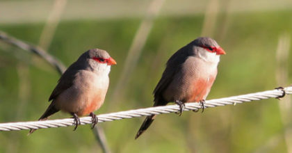 Photo of two finches perched on a metal cable