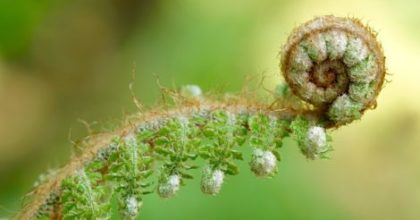 Photo of fiddlehead fern, a naturally occurring Archimedes spiral