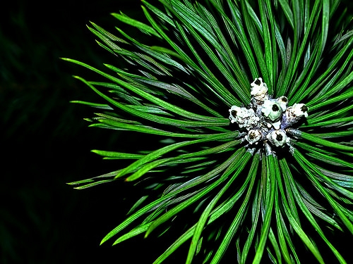pine tree photo