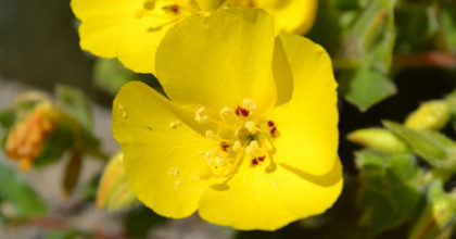 Photo of beach evening primose, a yellow flower with four petals.