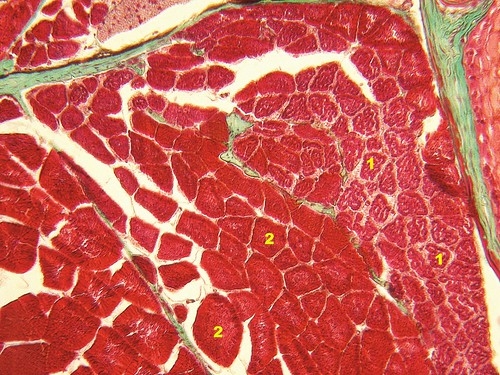 Micrograph of muscle cells