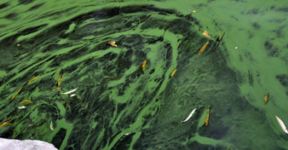 photo of algae growth in a goldfish pond