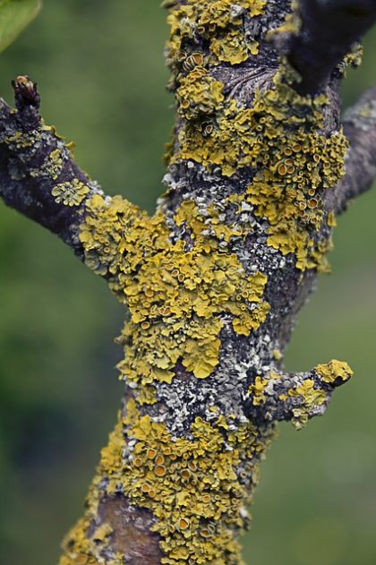 photo of lichens growing on a tree limb