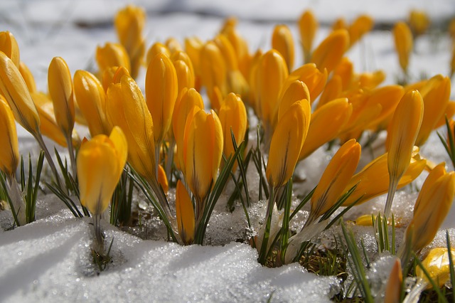 flower in snow photo