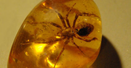 amber fossil photo