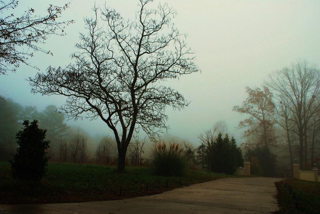 fog photo
