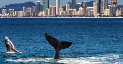 humpback whale photo