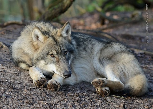 grey wolf photo