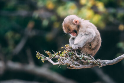 baby macaque on a branch