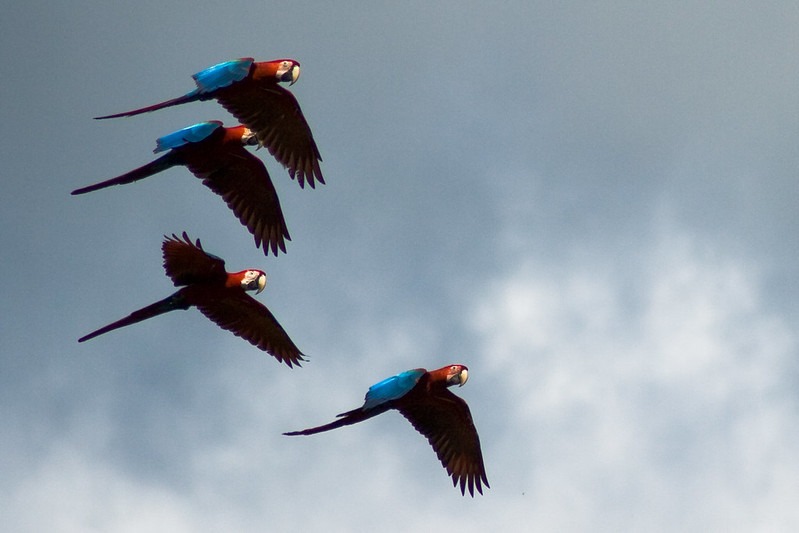 Parrots exploit quantum physics to produce their colourful feathers - ABC  News