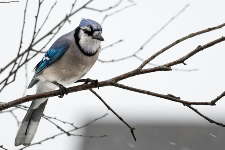 photography of blue and gray bird