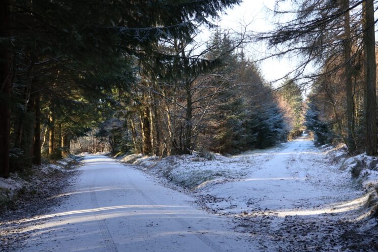 Image of two paths covered in snow. There are pine trees surrounding the paths.